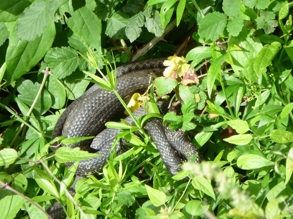 Natrice dal collare (Natrix natrix)